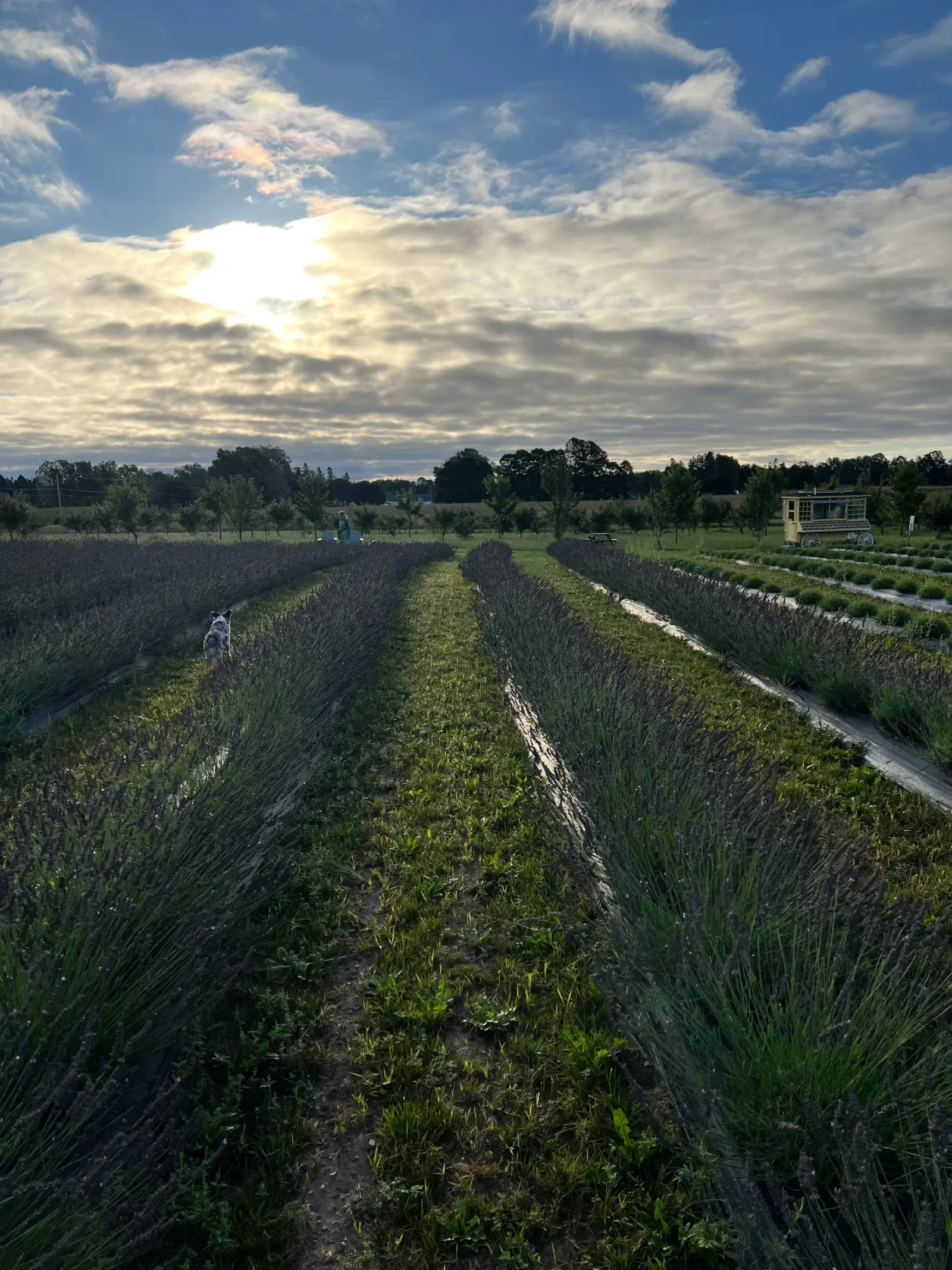 Sunrise over rows of lavender at a member farm